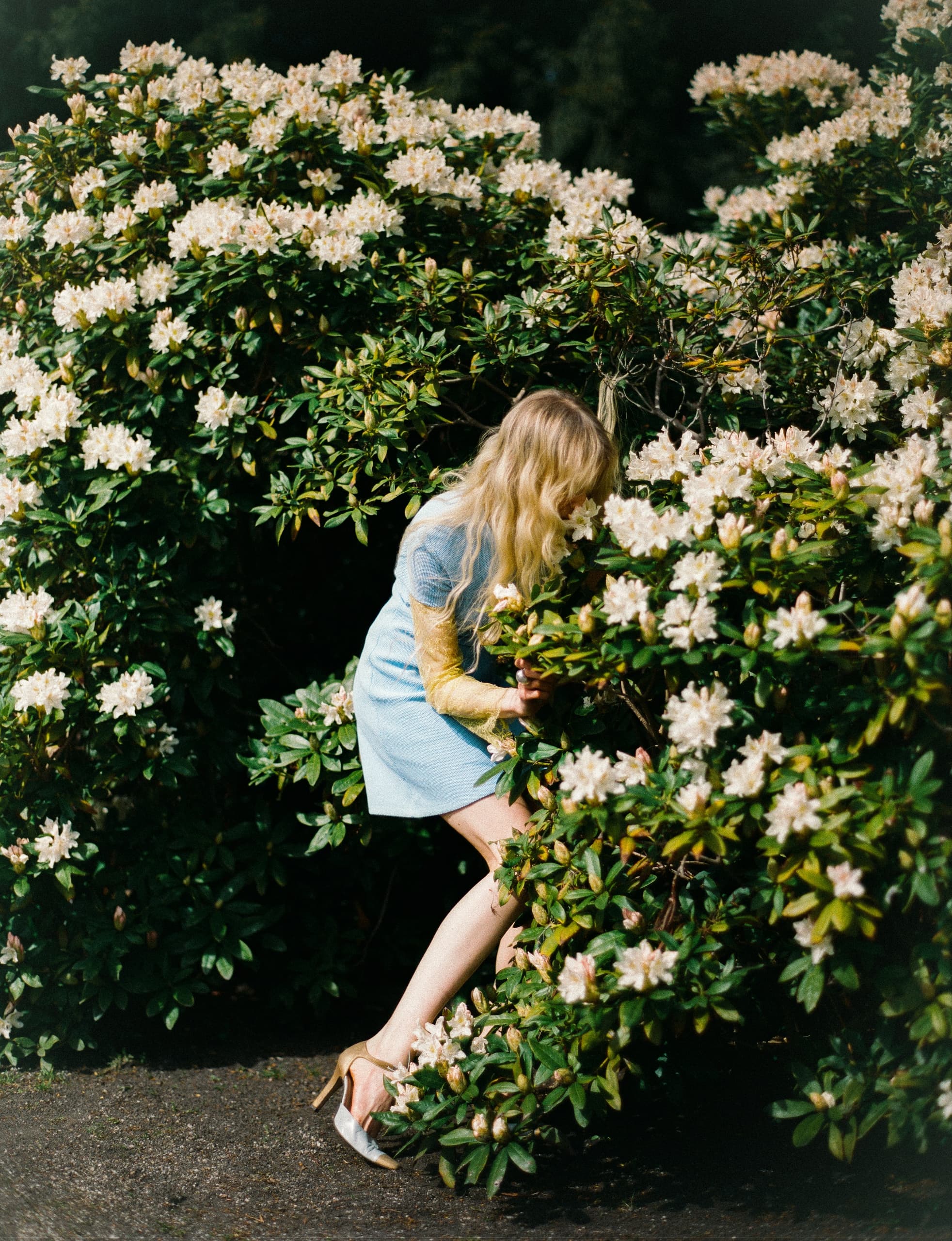 Woman exploring rhododendron bushes in spring.