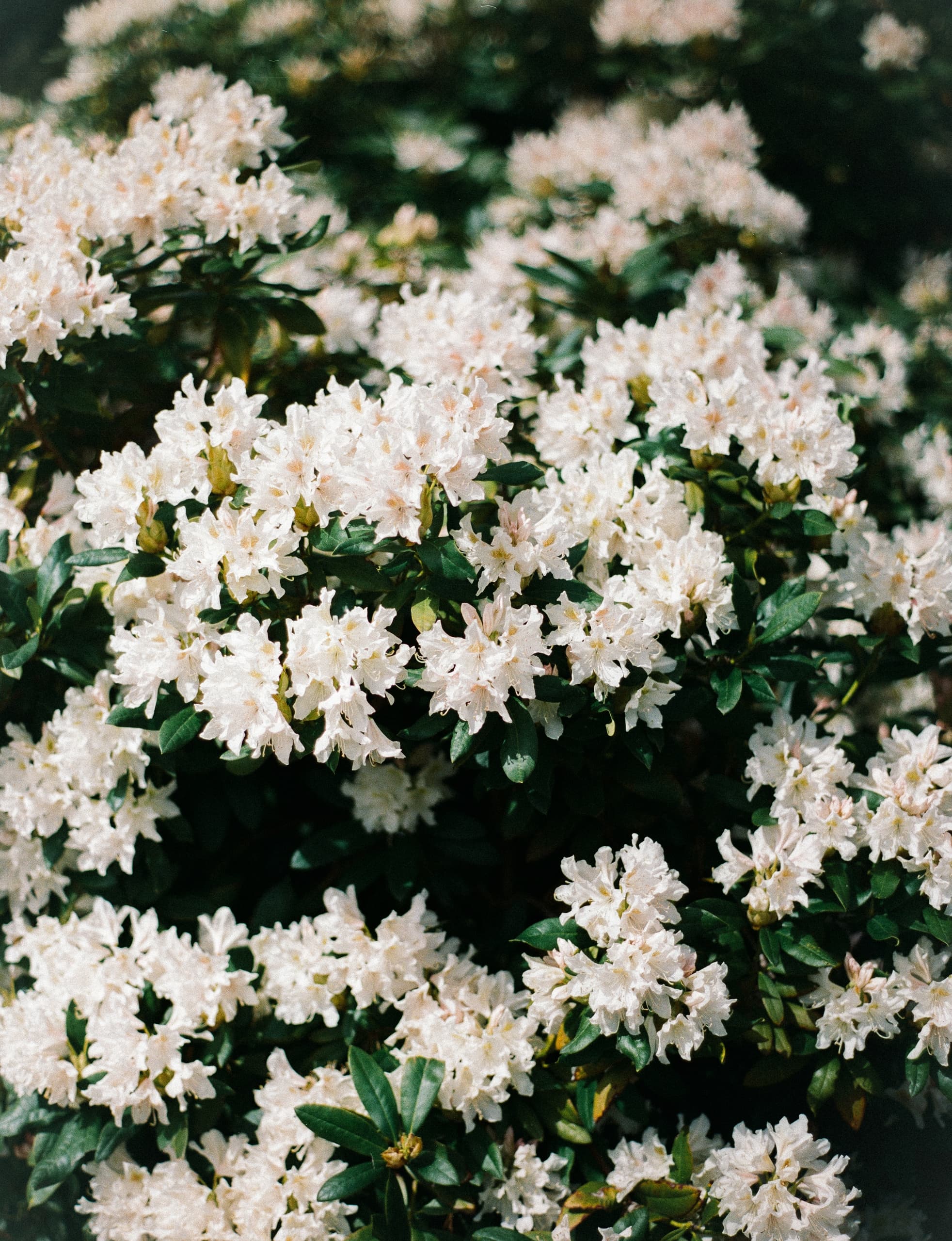 Blooming white rhododendrons in lush green foliage, showcasing vibrant spring beauty.