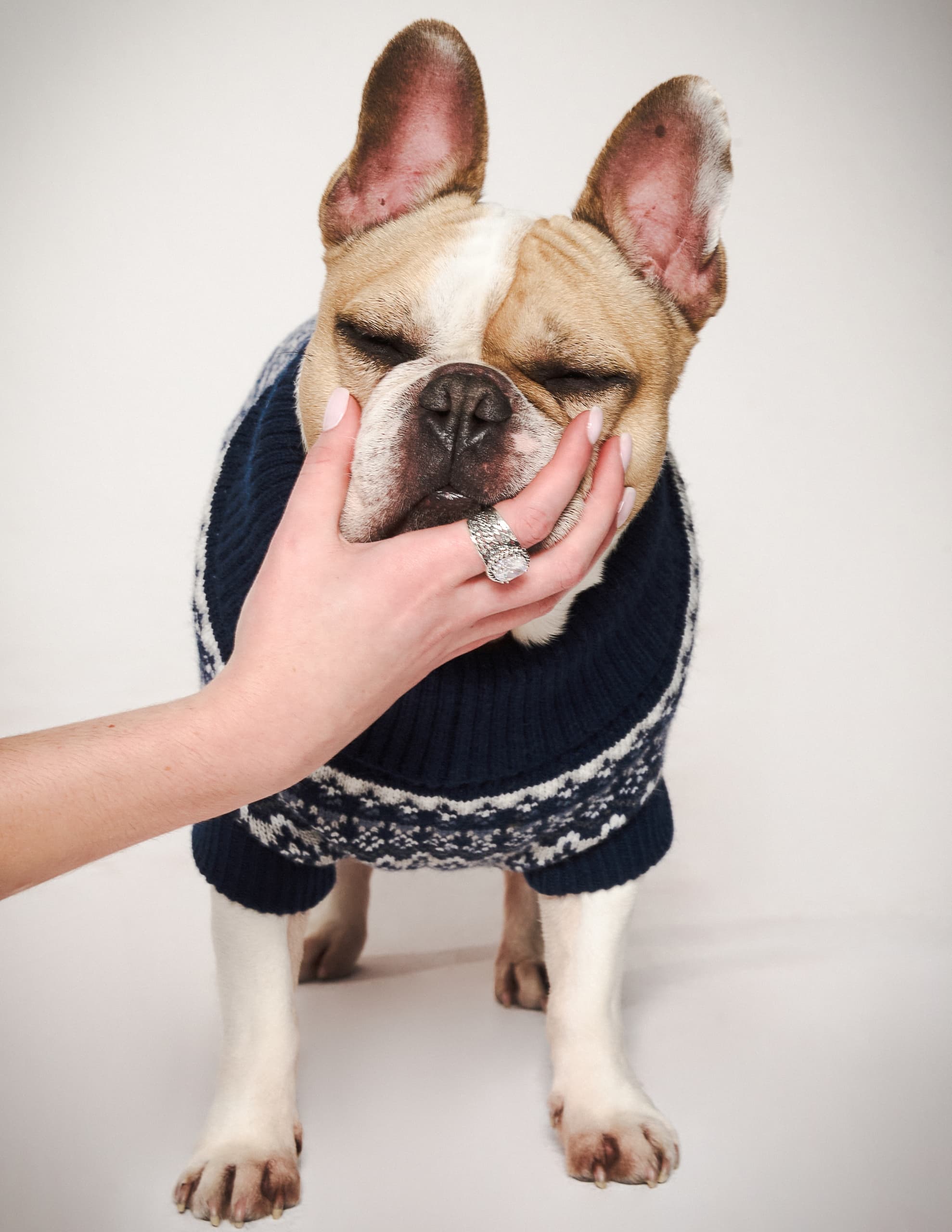 Dog in cozy sweater enjoys a gentle chin scratch from a hand with a silver ring.