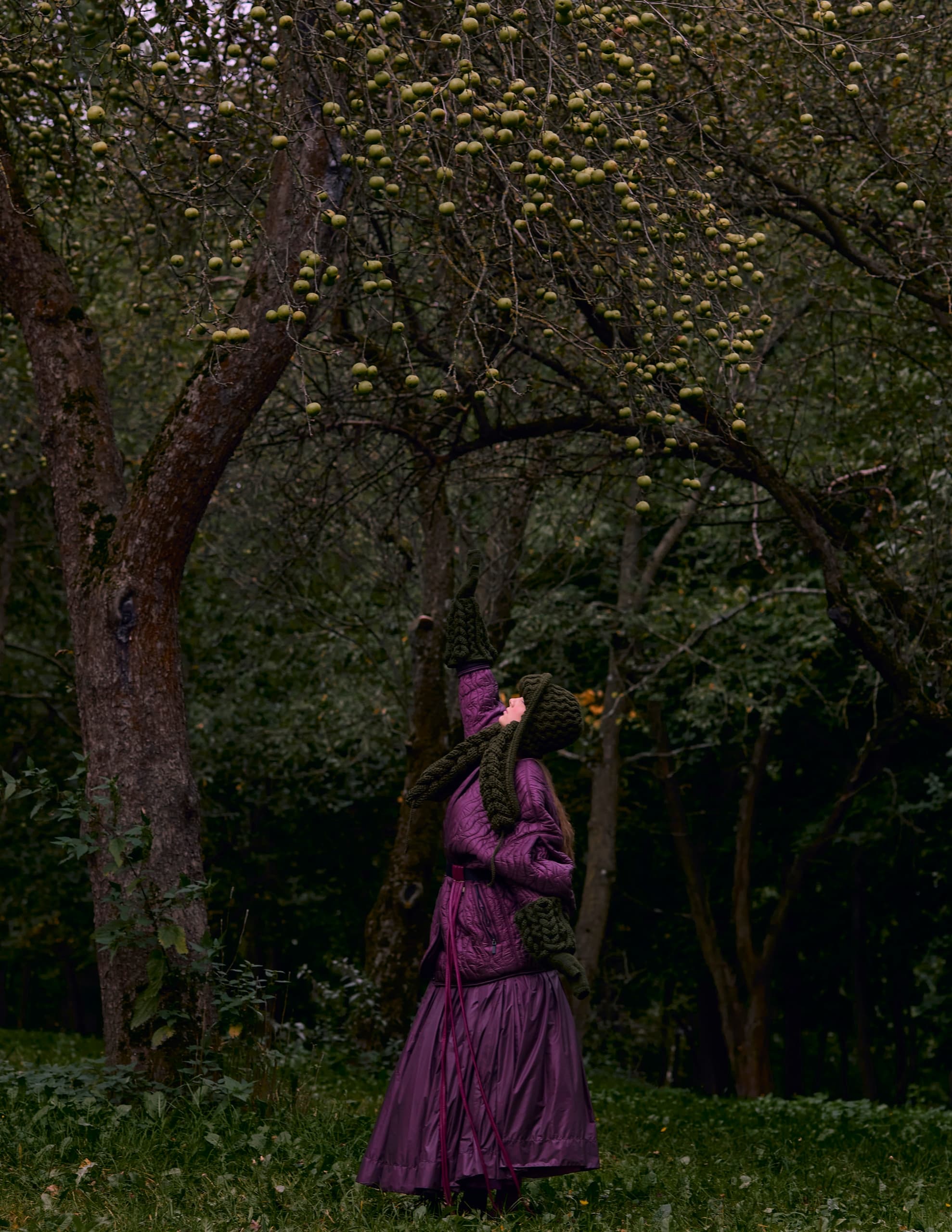 Woman in purple coat reaching for apples in orchard.