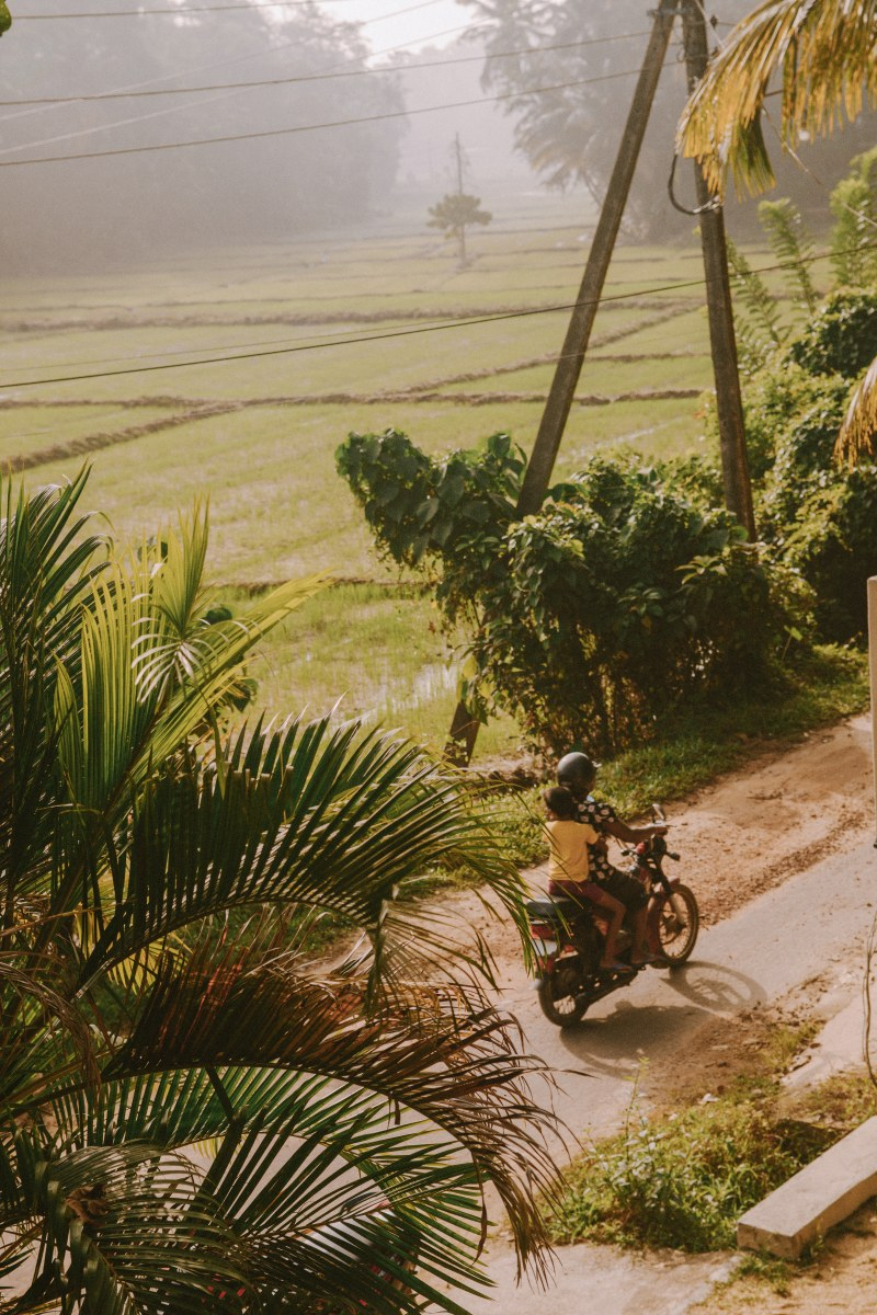 Person rides motorcycle on rural road through lush green fields.
