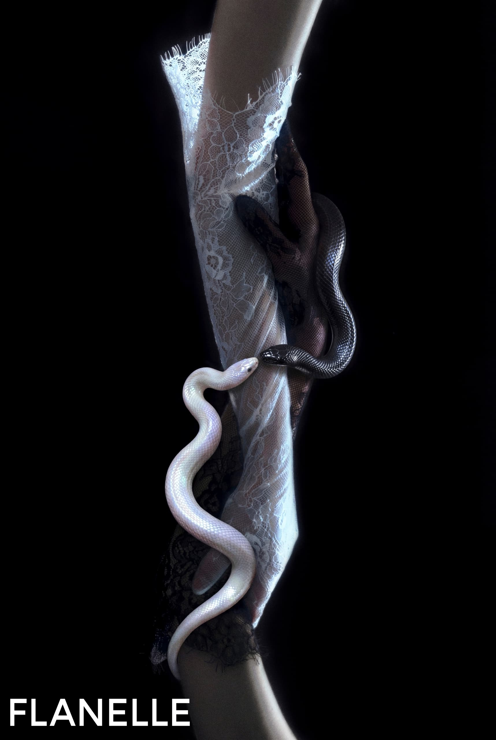 Two snakes intertwined on lace gloves, contrasting light and dark themes.
